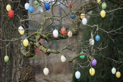 Close-up of easter eggs on tree