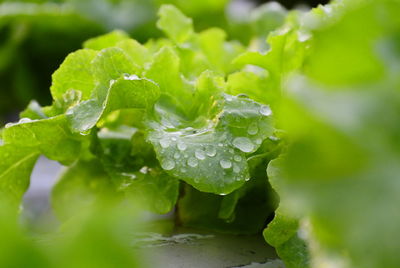 Close-up of raindrops on leaves