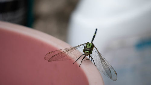 Close-up of insect