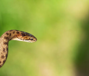 Close-up side view of a lizard