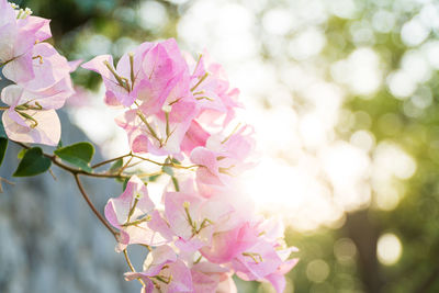 Close-up of pink cherry blossom tree