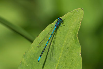 Close-up of damselfly on leaf