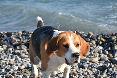 Close-up of dog standing on rocks at beach