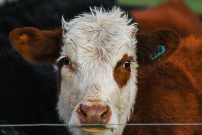 Portrait of cow