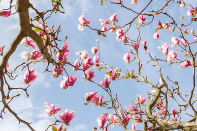 Low angle view of blooming magnolia against sky