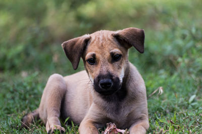 Portrait of puppy sitting on grass