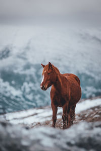 Horse standing on snow