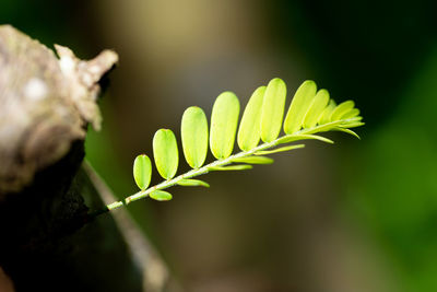 Close-up of fern