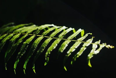 Close-up of fern against black background