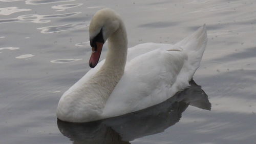 Two swans swimming in lake
