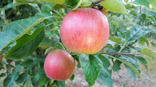 Close-up of apples on tree