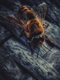 High angle view of bee on wood