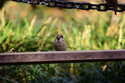Bird perching outdoors
