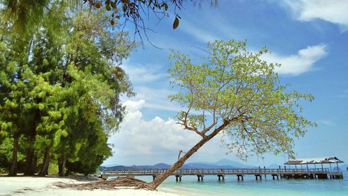 Trees by sea against sky