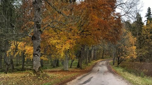 Road amidst trees in forest during autumn