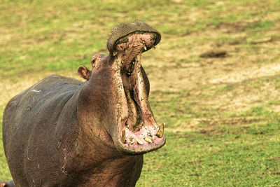 A hippopotamus with mouth wide open 