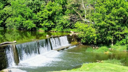 River flowing through forest