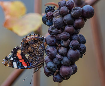 Close-up of grapes hanging from plant with butterfly