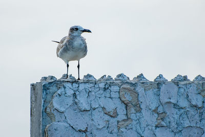 Low angle view of seagull perching on wall