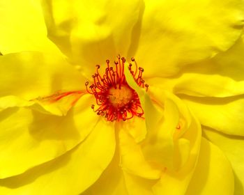 Close-up of yellow flower