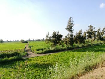 Farm against sky on sunny day