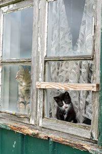 Portrait of cat by window