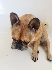 Portrait of dog resting on white background