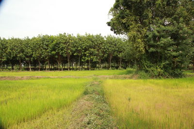 Trees on field against sky