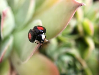 Close-up of ladybug on plant