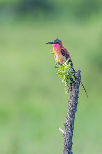 Close-up of a bird perching on a branch