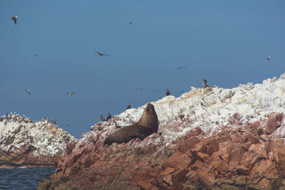 Bird flying over sea