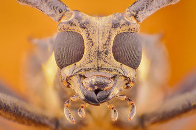 Close-up portrait of insect