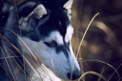 Close-up of a dog