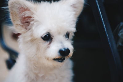 Close-up of dog looking away