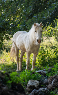 Horse standing on rock