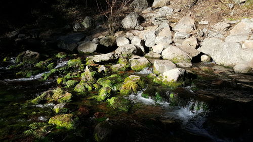 Plants growing on rocks