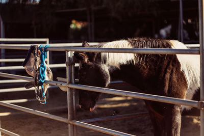 Close-up of horse by fence