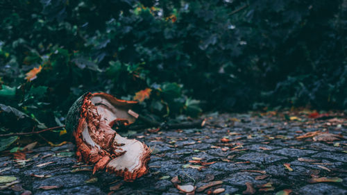 Close-up of dry autumn leaves in forest