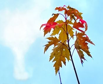 Low angle view of maple leaves against sky