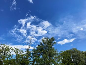 Low angle view of trees against blue sky