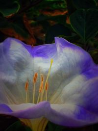 Close-up of purple flowers