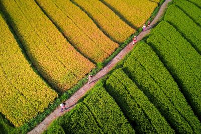 Scenic view of field against sky in rice fields indonesia