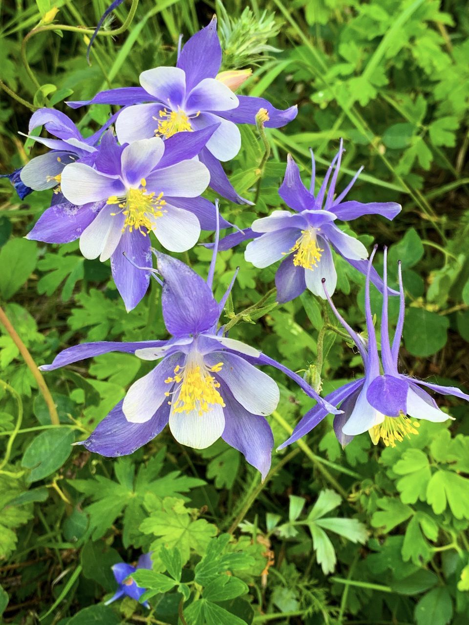 CLOSE-UP OF PURPLE IRIS FLOWER