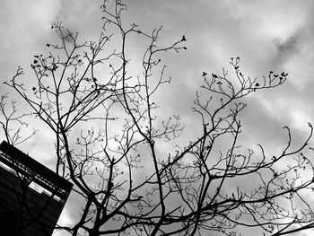 Low angle view of bare tree against sky