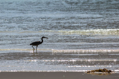 Bird on beach