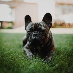 Portrait of a dog on field