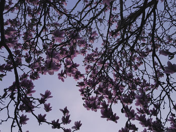 Low angle view of blooming tree against sky