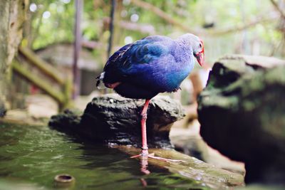 Close-up of bird perching outdoors