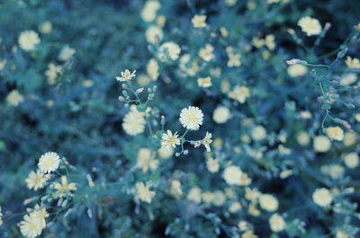 Close-up of flowering plant