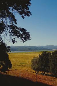 Scenic view of field against clear sky